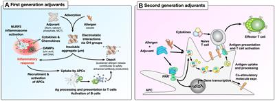 Novel adjuvants in allergen-specific immunotherapy: where do we stand?